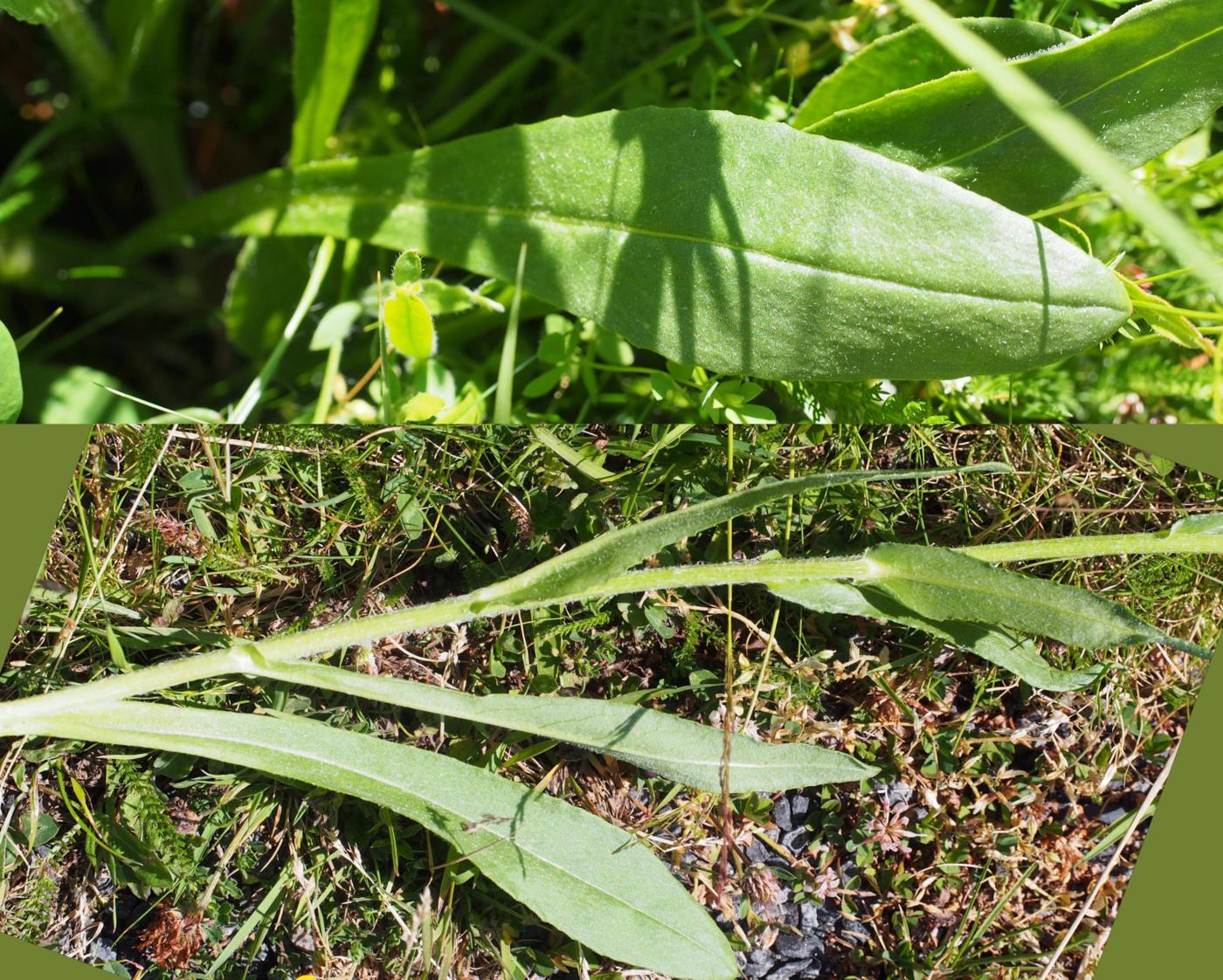 Ragwort, Chamois leaf